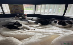 Mixed Breed cats for sale: Kittens - Ready to leave  - Image 5