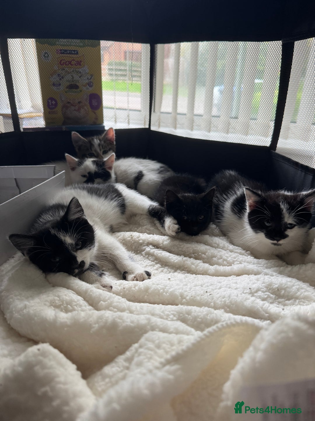 Mixed Breed cats for sale: Kittens - Ready to leave  - Image 5