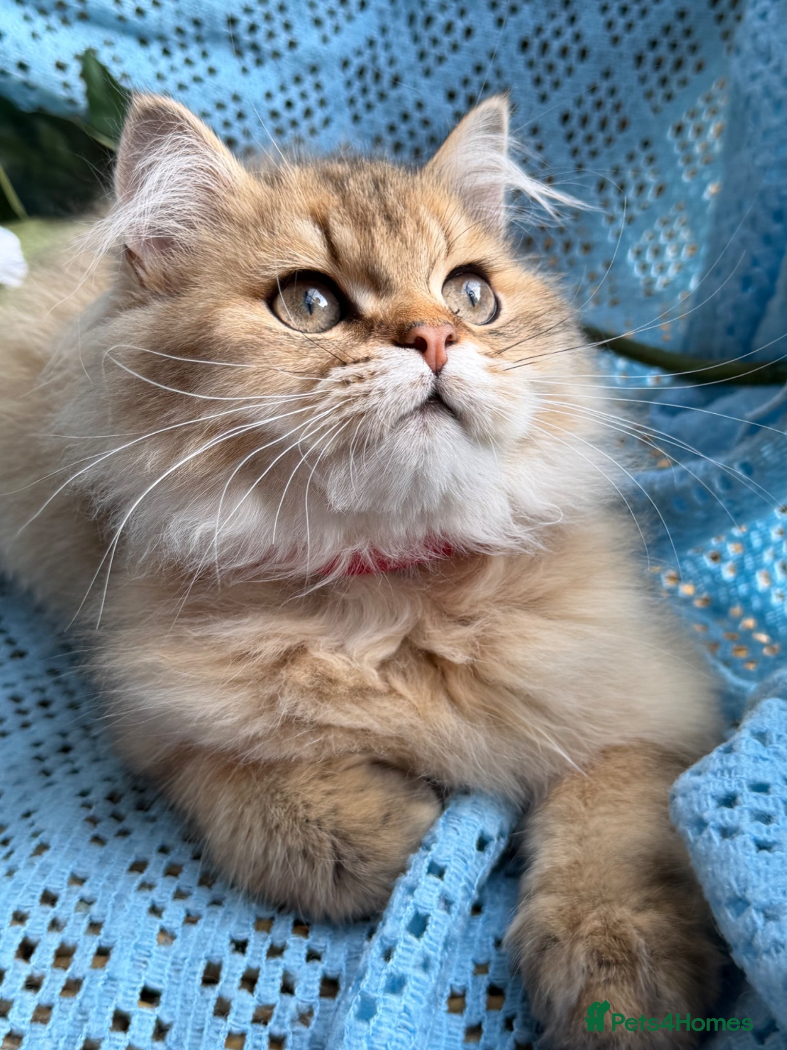British Longhair cats British Longhair adorable golden kitten TICA - Advert 1