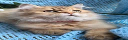 British Longhair cats for sale: British Longhair adorable golden kitten TICA - Advert 1