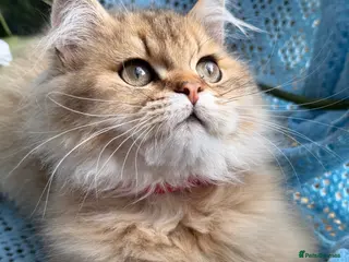 British Longhair cats British Longhair adorable golden kitten TICA - Advert 1