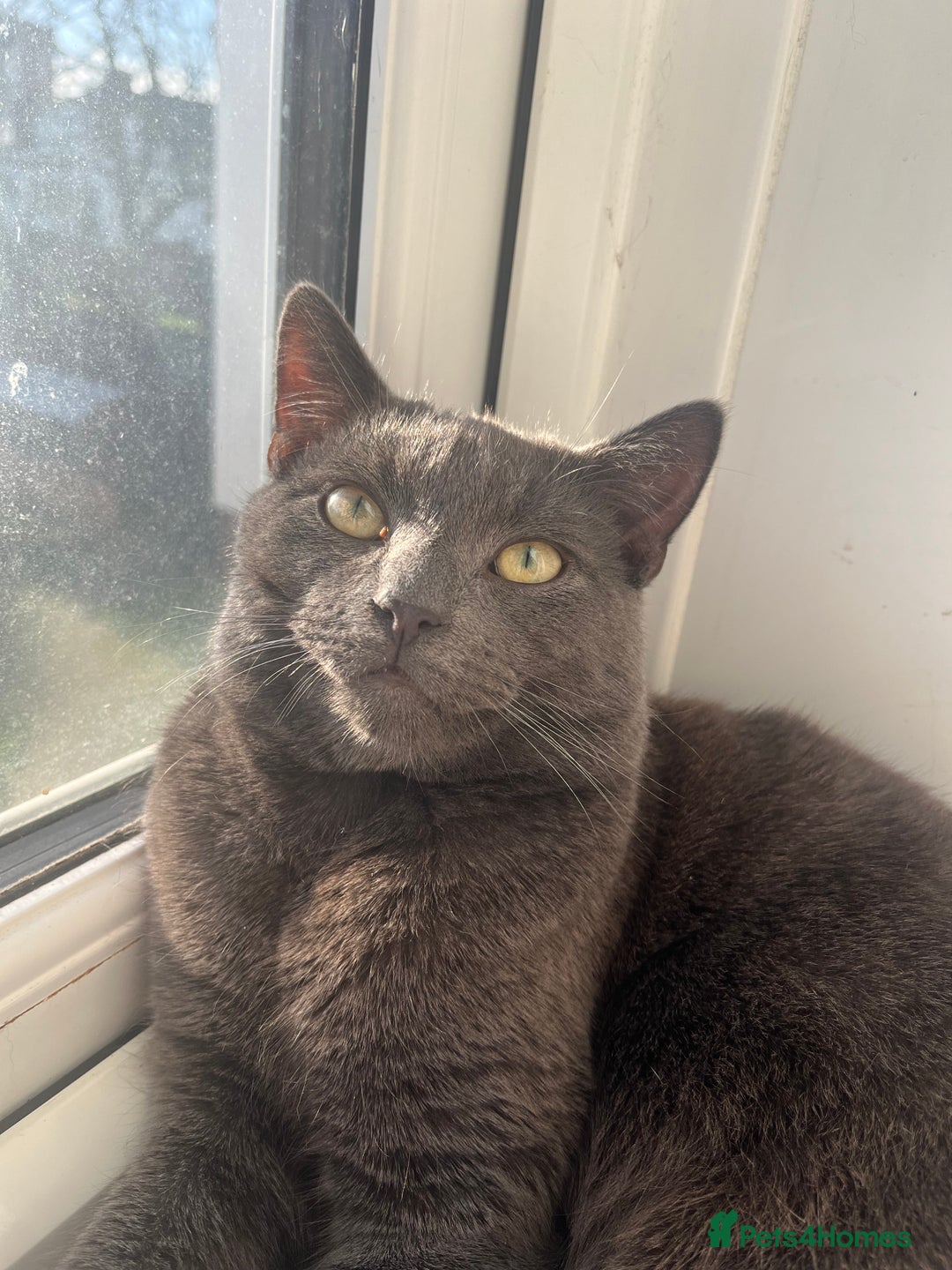 Russian Blue cats for sale: A beautiful cat looking for a new home  - Image 9