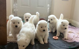 Samoyed dogs for sale: Samoyed puppies for sale - Image 1