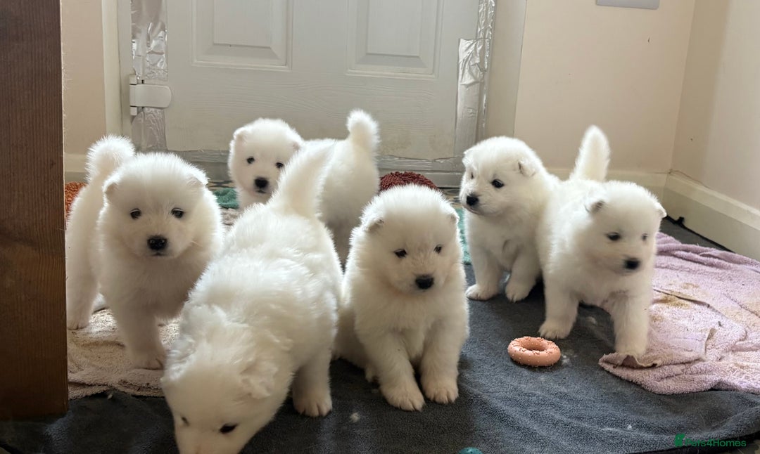 Samoyed dogs for sale: Samoyed puppies for sale - Image 1