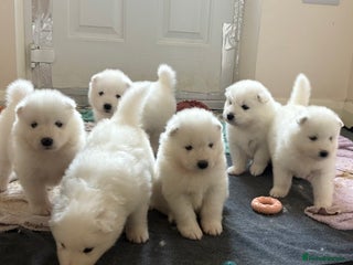 Samoyed dogs for sale - Advert 1
