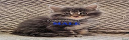 Maine Coon cats for sale: Quality Maine Coon kittens TICA registered  - Advert 15