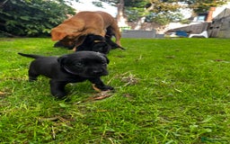 Labrador Retriever dogs for sale: Nicky shields  - Image 9