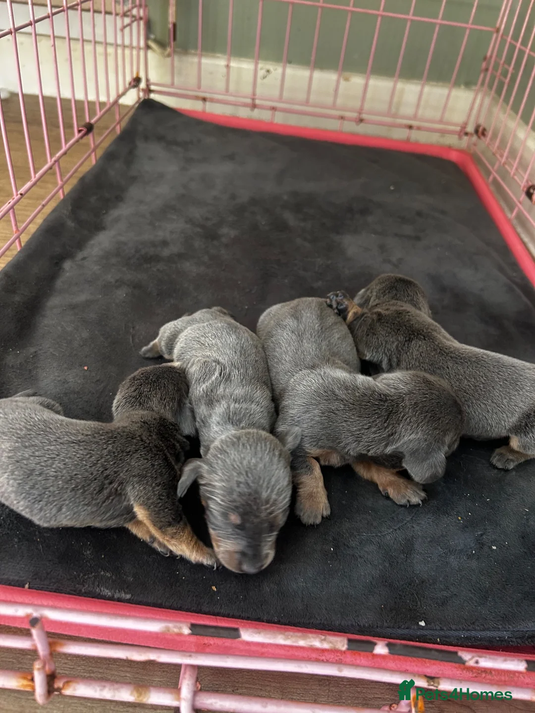 Miniature Dachshund dogs for sale: Mini dachshunds Caramel Pink blue and tan  - Advert 3