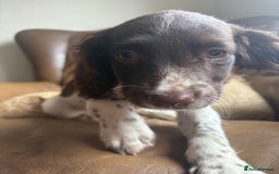 Sprocker dogs for sale: 3 beautiful sprocker pups left - Image 16