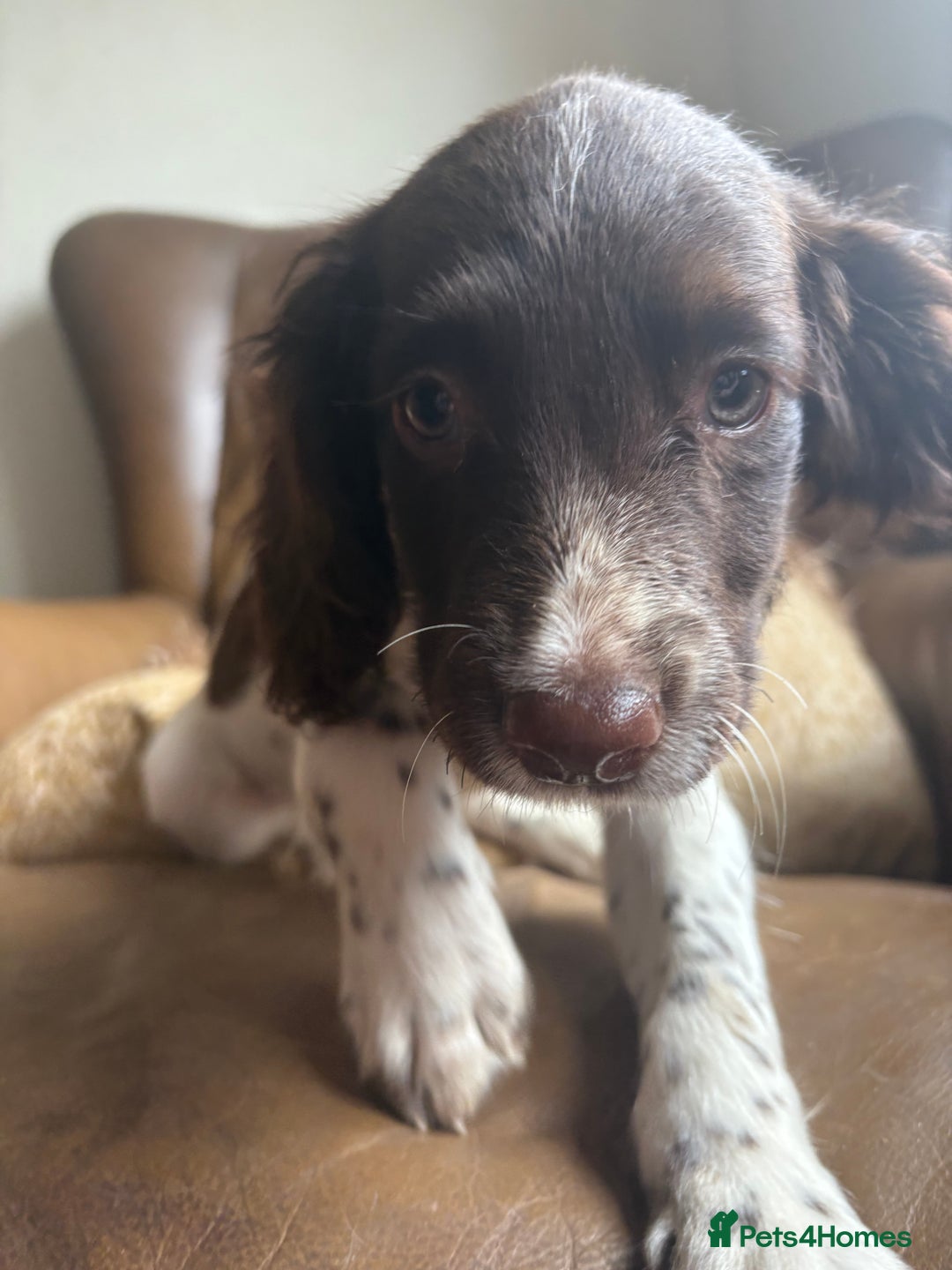 Sprocker dogs for sale: 3 beautiful sprocker pups left - Image 16