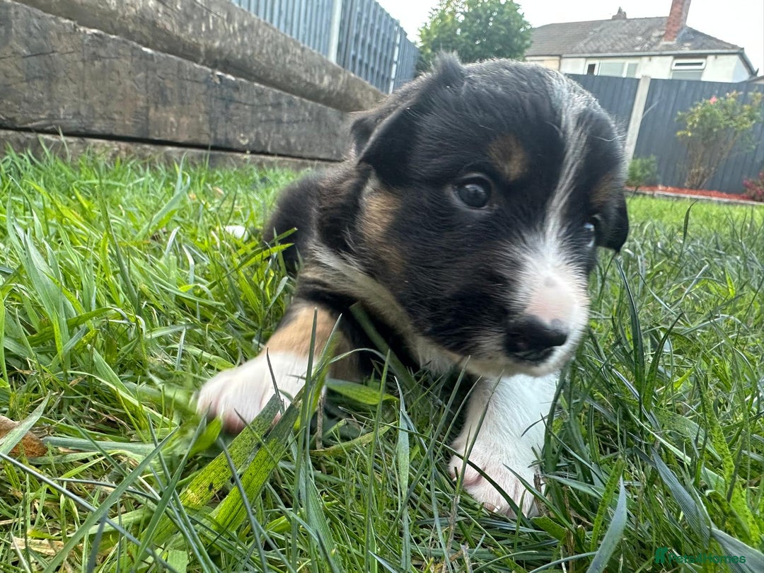 Border Collie dogs for sale: One boy left with beautiful markings - Image 4