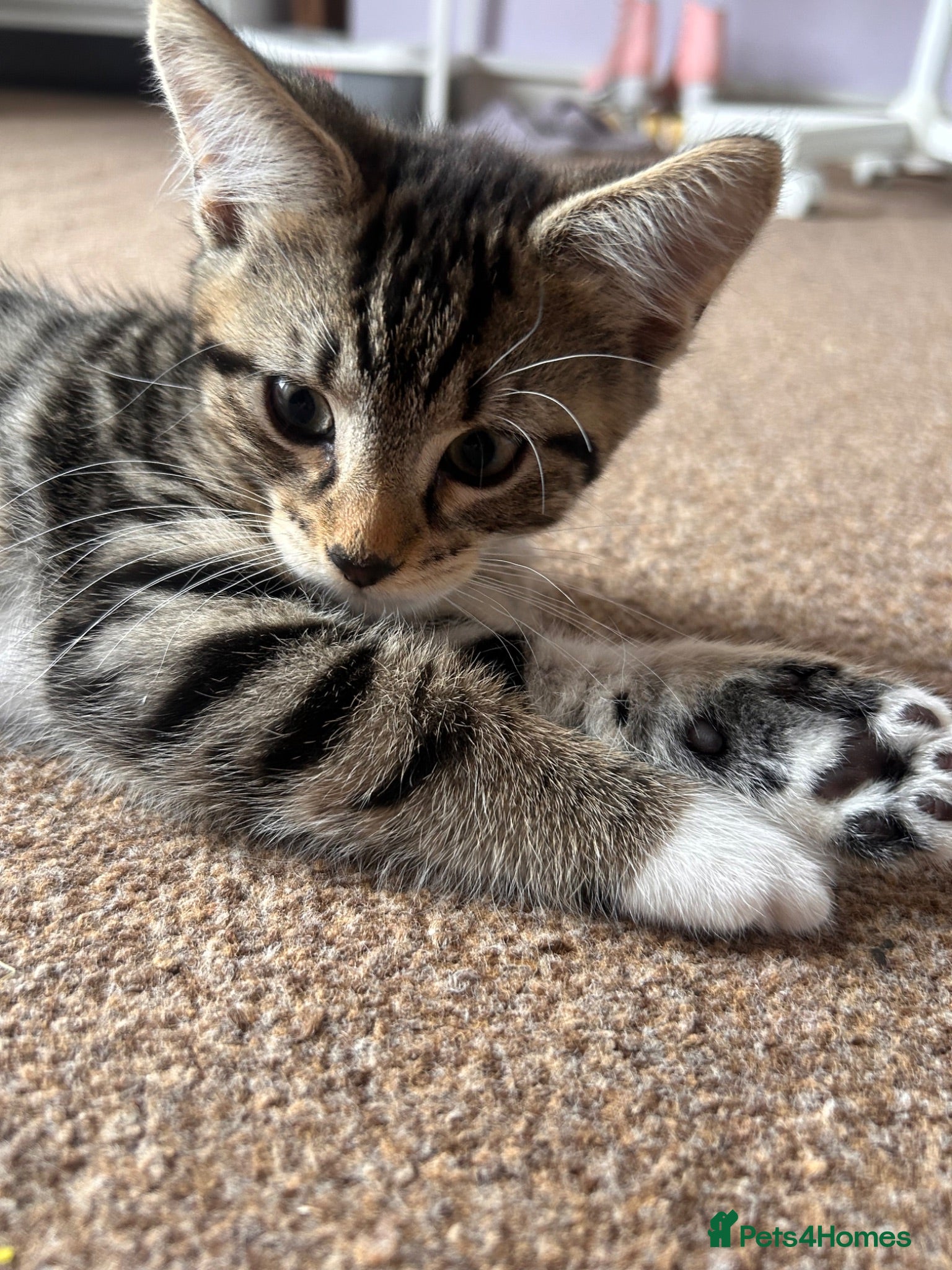 Mixed Breed cats Beautiful fluffy kittens  - Advert 14