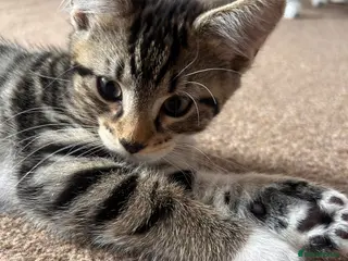 Mixed Breed cats Beautiful fluffy kittens - Advert 14