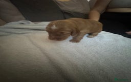 Cocker Spaniel dogs for sale: Cocker spaniel Puppies  - Advert 17