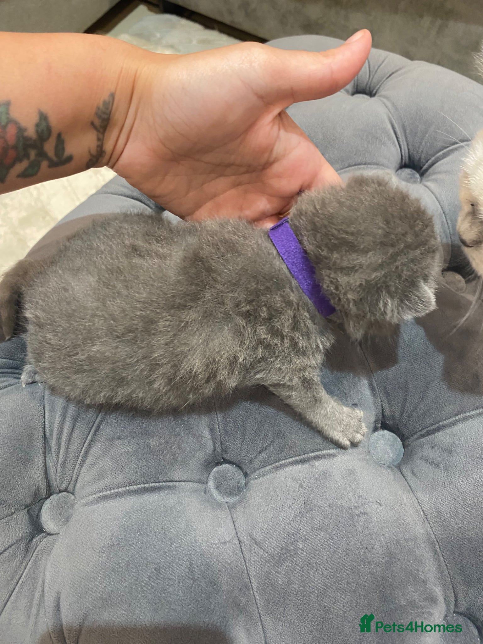 British Shorthair cats for sale: Beautiful British Blues  - Advert 8