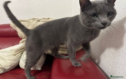 Russian Blue cats for sale: Russial blue male GCCF registered,  - Image 1