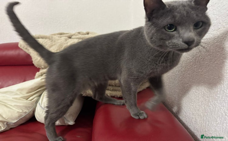 Russian Blue cats - Advert 8