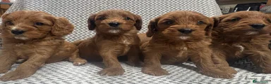 Cavapoo 4