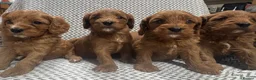 Cavapoo dogs for sale: Stunning litter of cavapoo puppies in Ty Croes - Advert 2