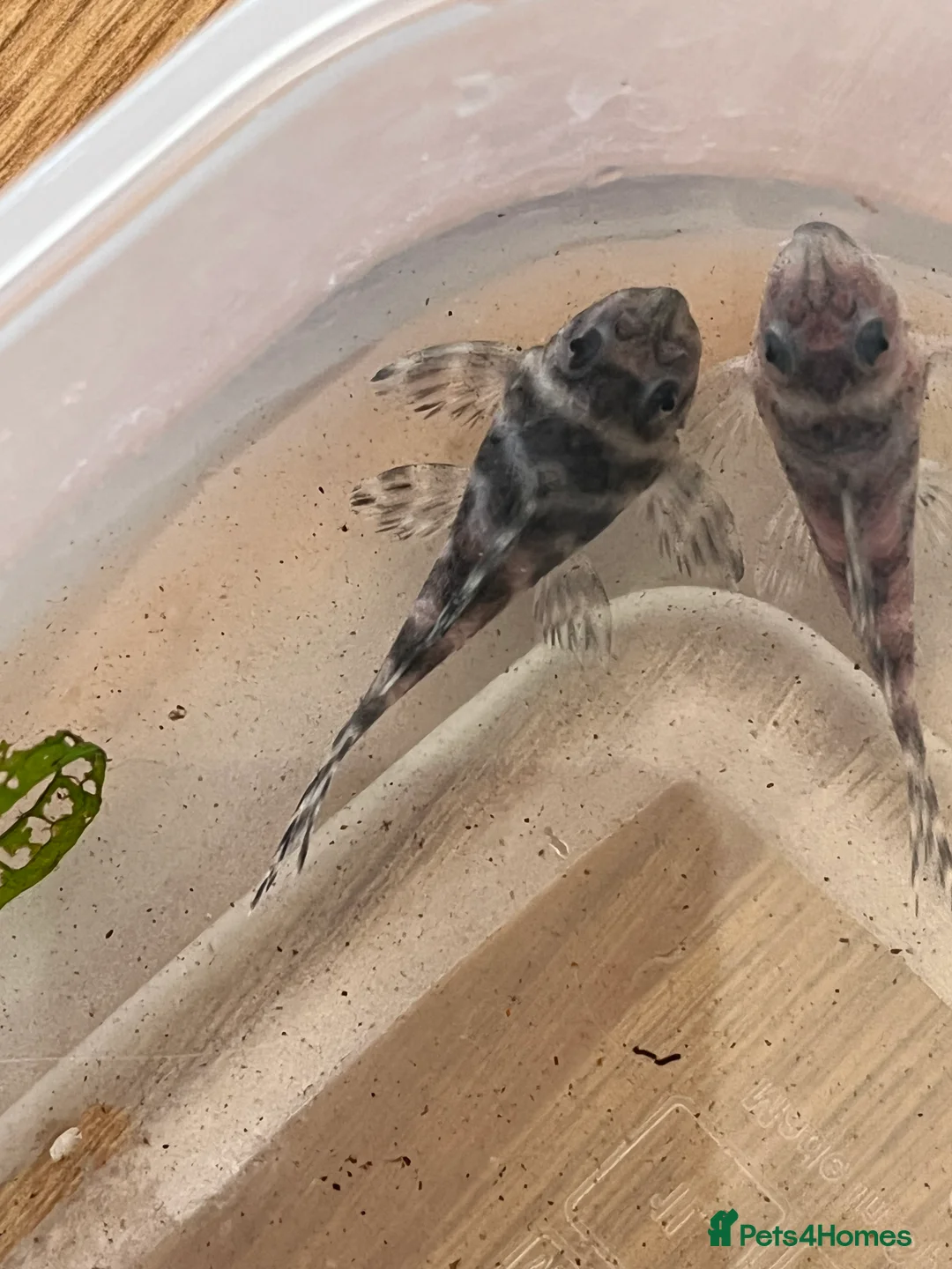 Plecos fish for sale: L333 Gurupa Pleco. Rare and really pretty.  - Advert 2