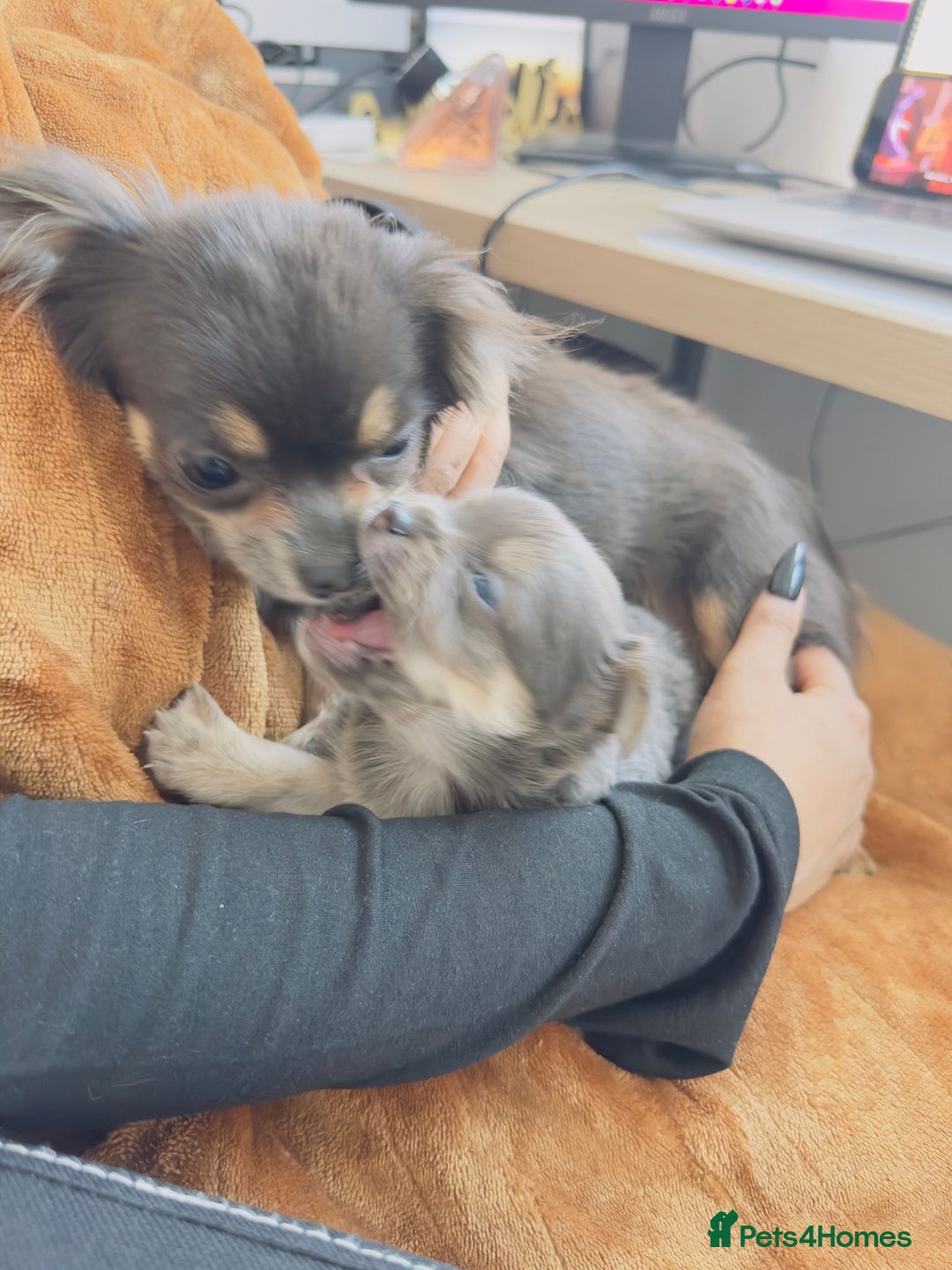 Chihuahua dogs for sale: Lilac Chihuahua - Rocky  - Advert 3