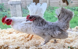 Chickens poultry for sale: Tiny Seramas Bantams,Adults & Youngsters. - Image 9