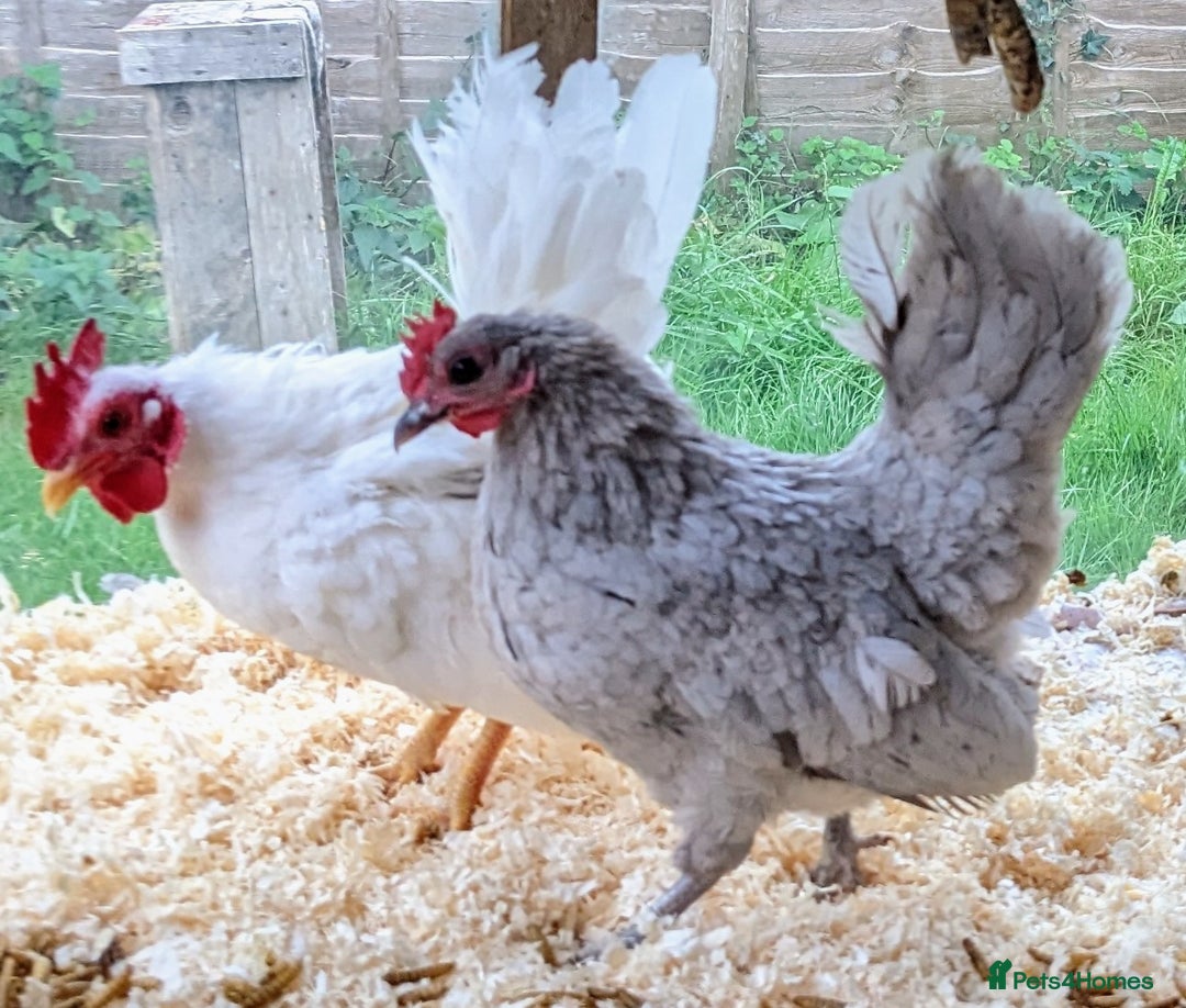 Chickens poultry for sale: Tiny Seramas Bantams,Adults & Youngsters. - Image 9