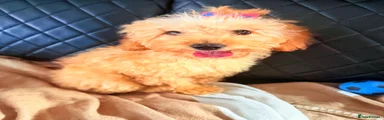 Maltipoo 2 purple 