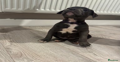 Staffordshire Bull Terrier dogs - Advert 1