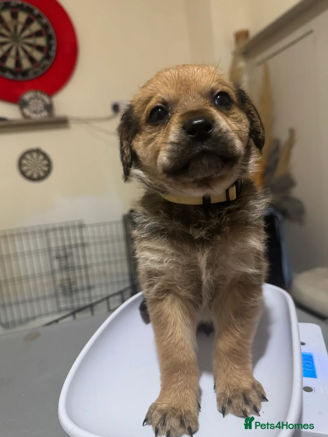 Mixed Breed dogs for sale: Rottweiler cross puppies - Advert 22