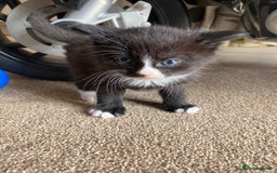 Maine Coon cats for sale: Maine coon x  - Image 11