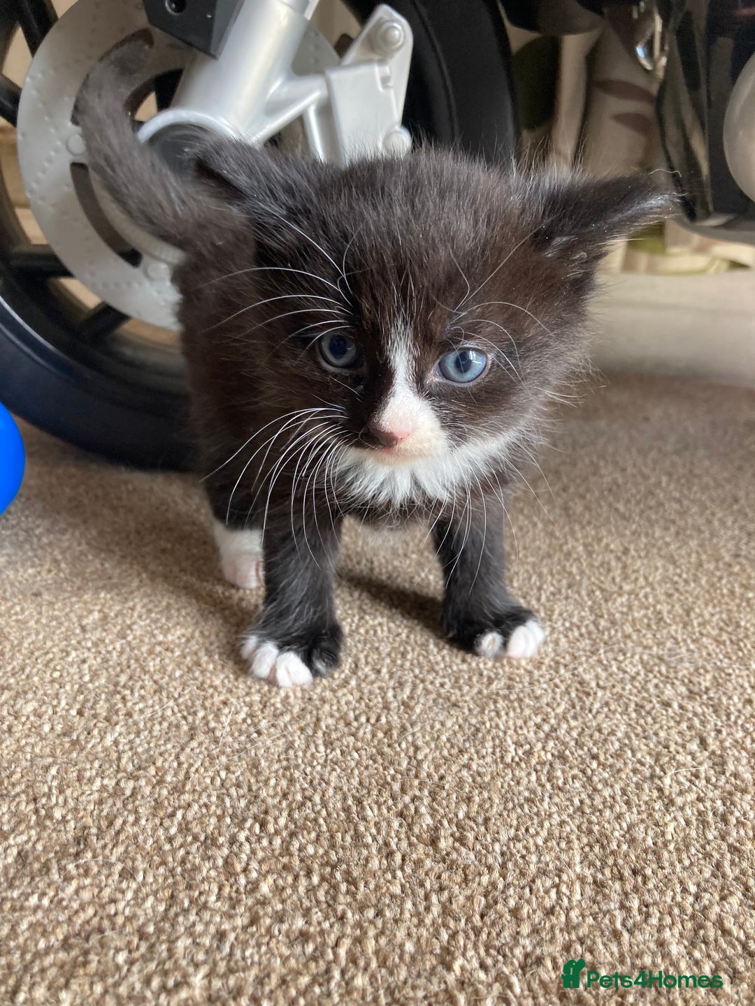Maine Coon cats for sale: Maine coon x  - Image 11