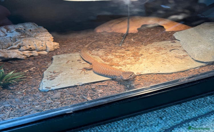 Monitor reptiles - Advert 1