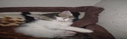 Mixed Breed cats for sale: Mixed Breed  in Dewsbury - Advert 2