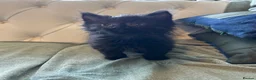 Mixed Breed cats for sale: Stunning and unique kittens - Advert 4