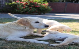 Golden Retriever dogs for sale: Golden retriever  - Image 6