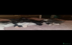 Mixed Breed cats for sale: Friendly bunch of beautiful kittens  - Image 9