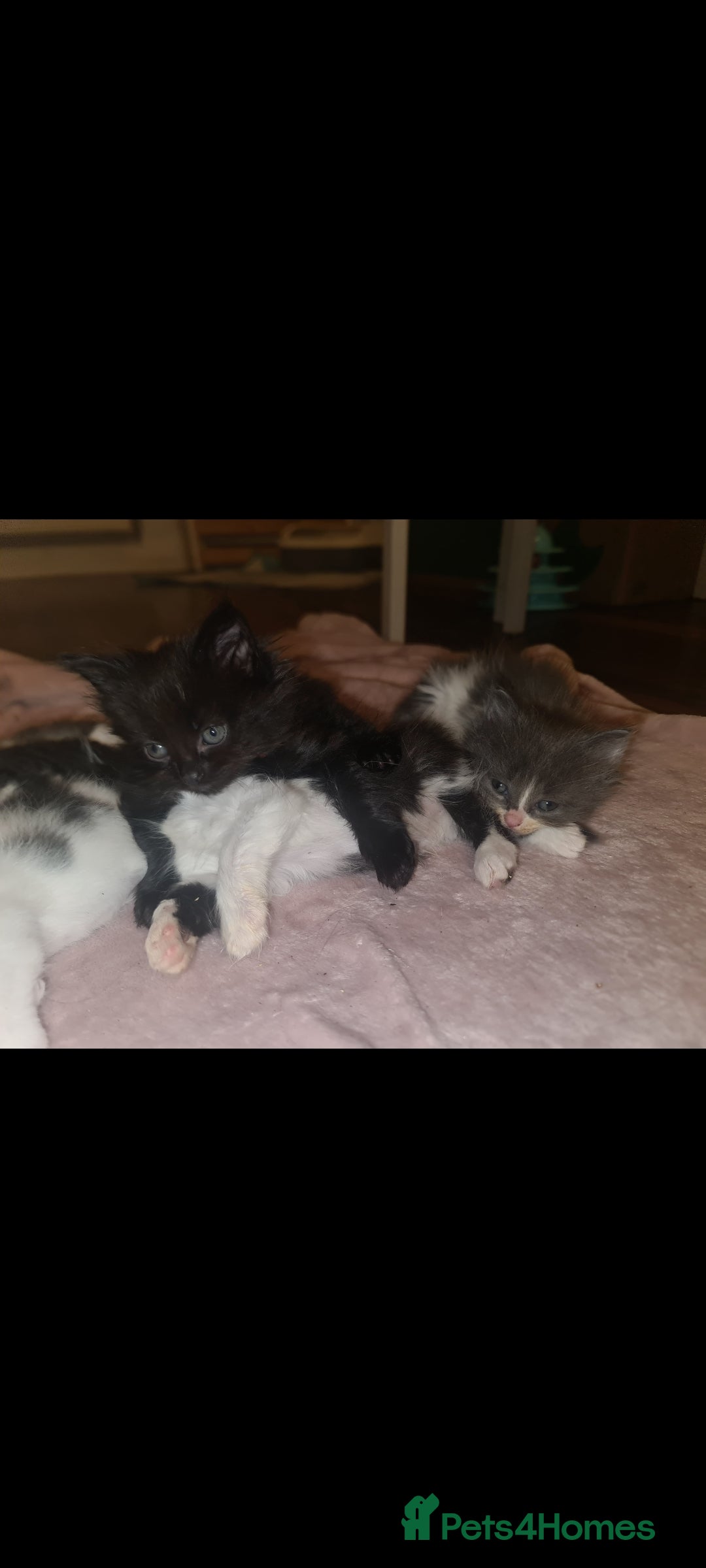 Mixed Breed cats for sale: Friendly bunch of beautiful kittens  - Image 9