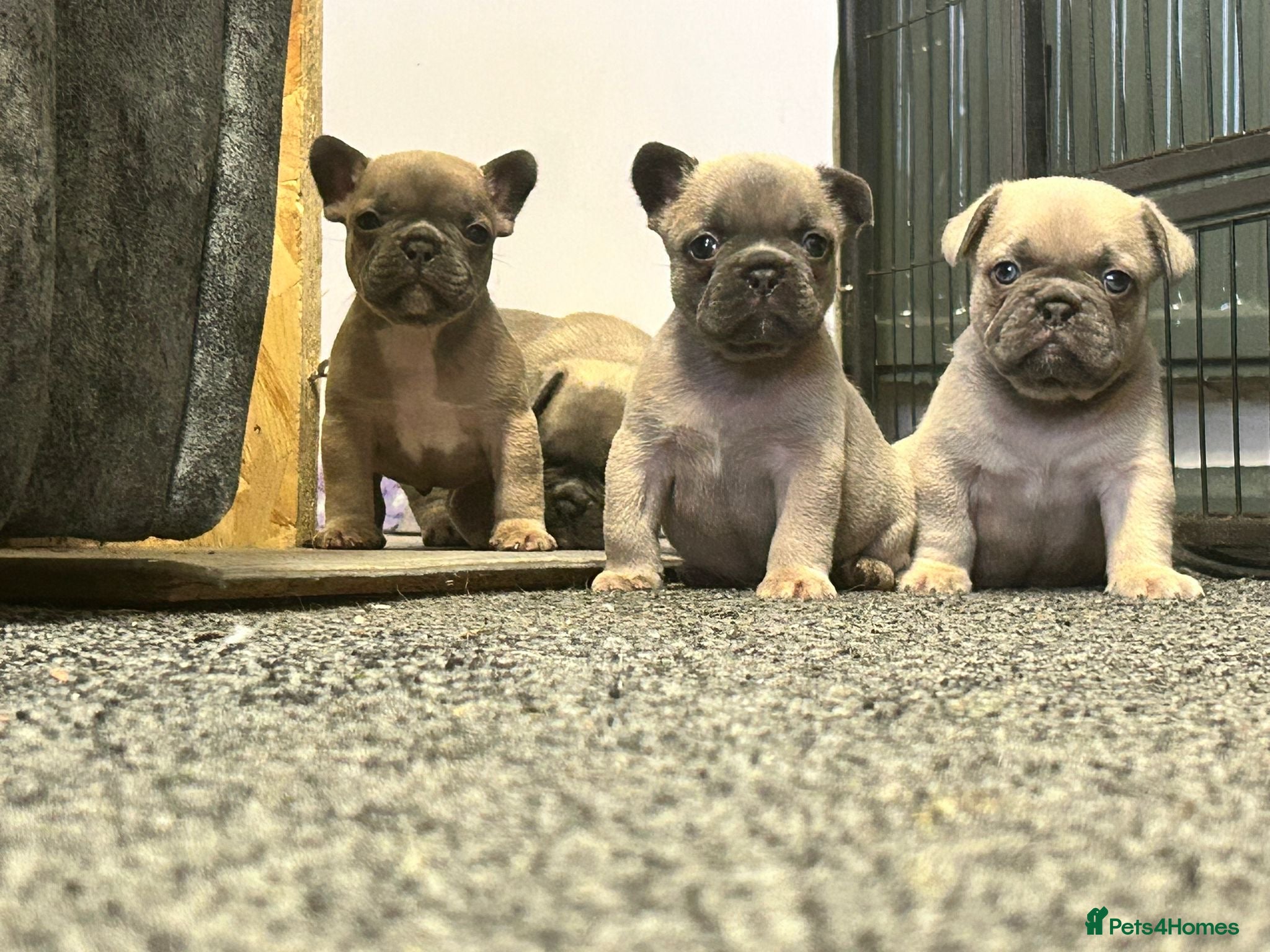 French Bulldog dogs Quality Healthy French bulldogs puppies available - Advert 21