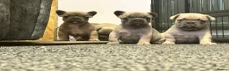 French Bulldog dogs for sale: 3 quality French bulldog girls ready to leave - Advert 3