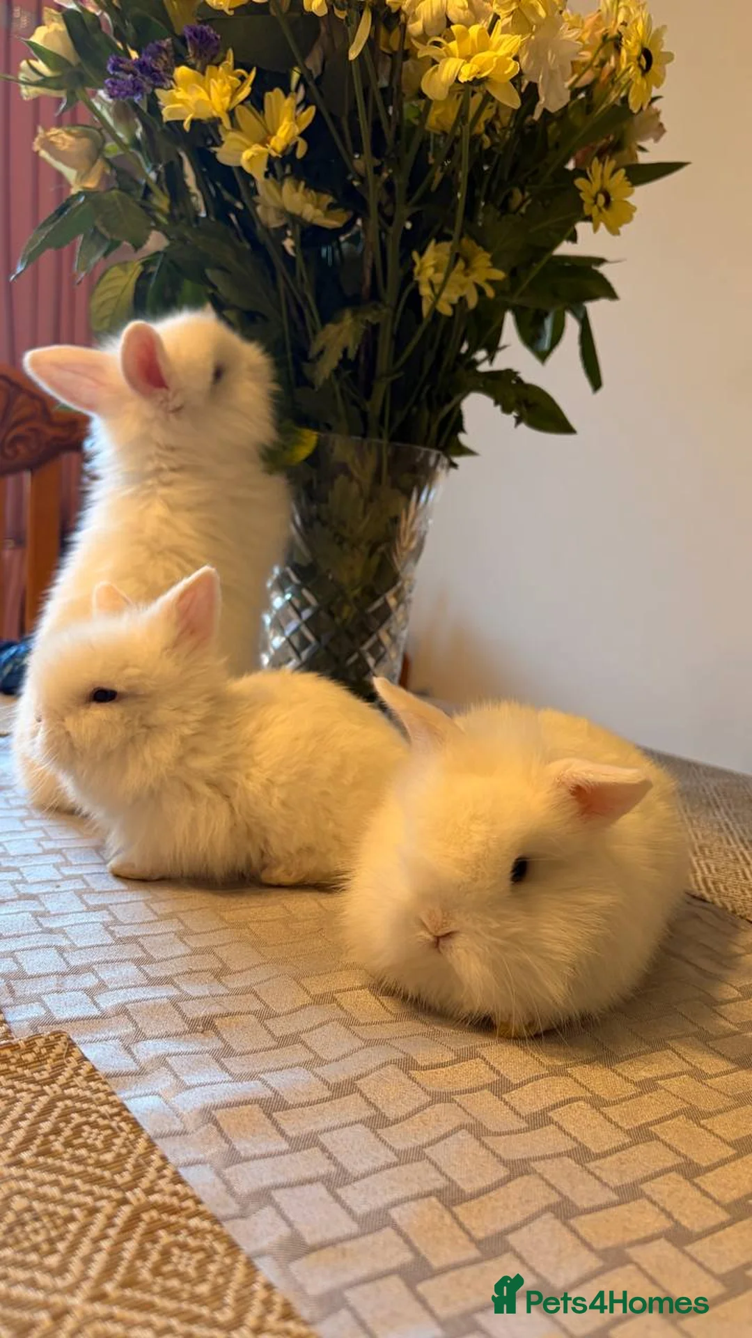 Mixed Breed rabbits for sale: White rabbits  in Coalville - Advert 2