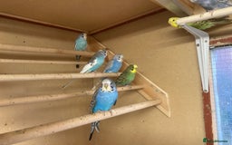 Budgerigars birds for sale: 2025 budgies - Image 6