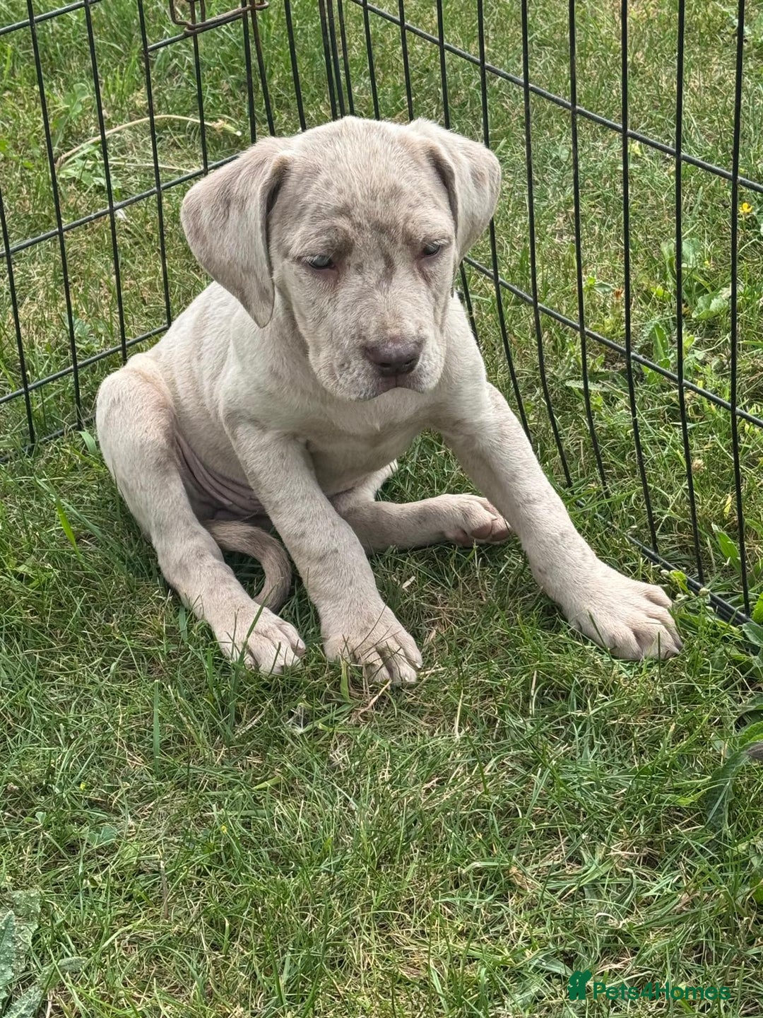 Cane Corso dogs for sale: Cane corso pups  - Image 4