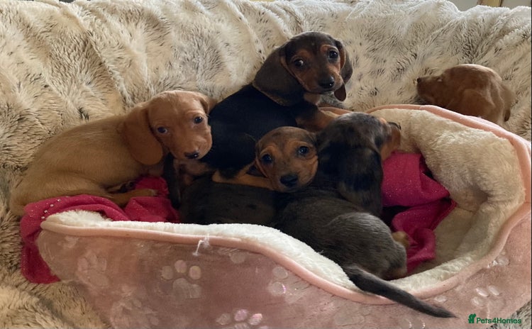 Mixed Breed dogs - Advert 10