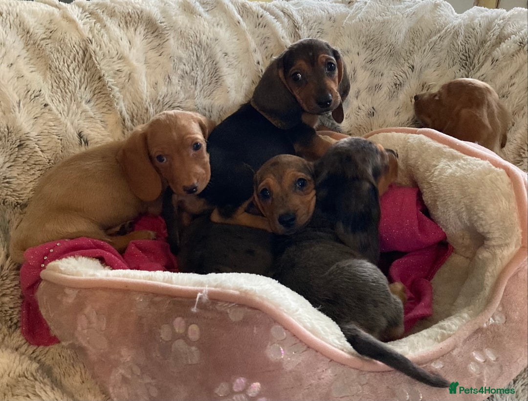 Mixed Breed dogs for sale: Dachshund x basset hound  - Image 1