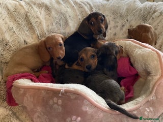 Mixed Breed dogs - Advert 2