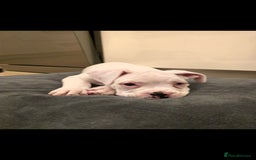 Boxer dogs for sale: Stunning male boxer puppies  - Image 9