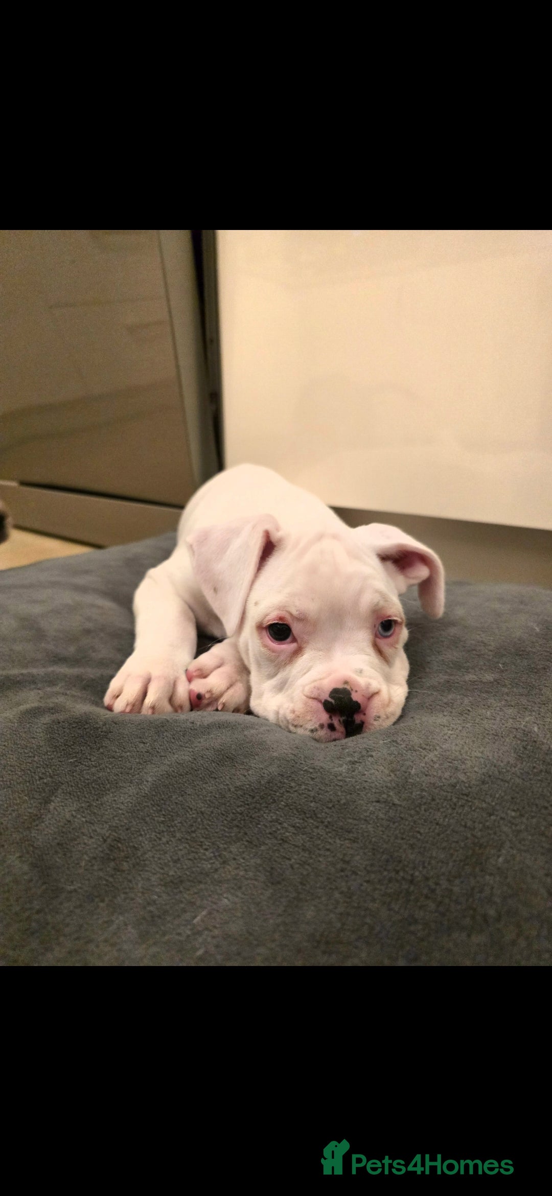 Boxer dogs for sale: Stunning male boxer puppies  - Image 9