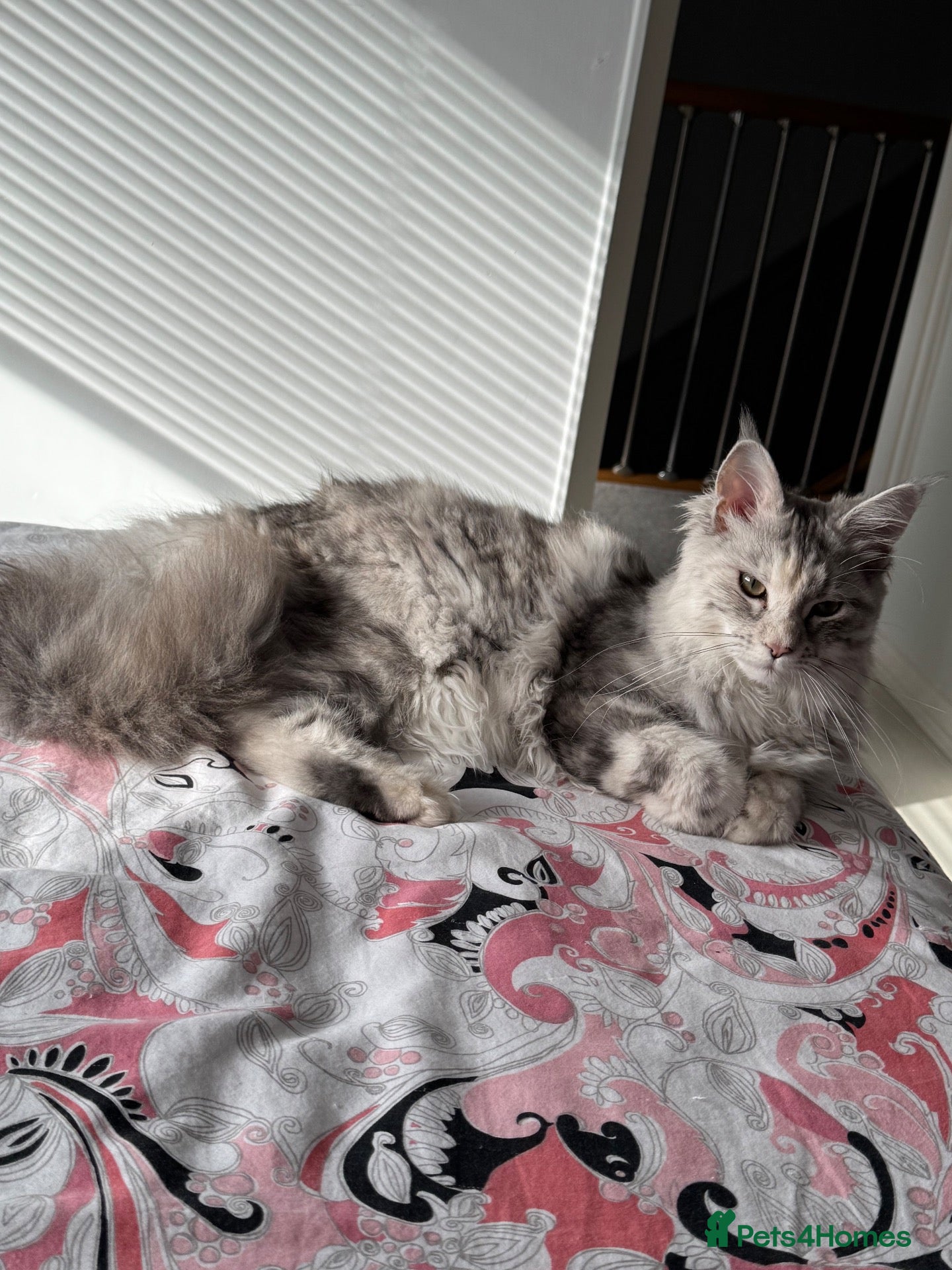 Maine Coon cats Beautiful 9 month Mainecoon Female  - Advert 1