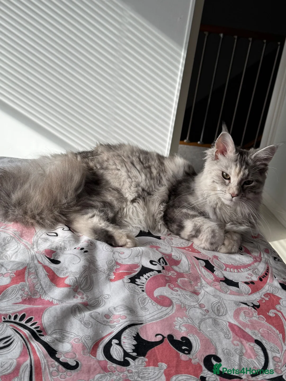 Maine Coon cats for sale: Beautiful 9 month Mainecoon Female  - Advert 1